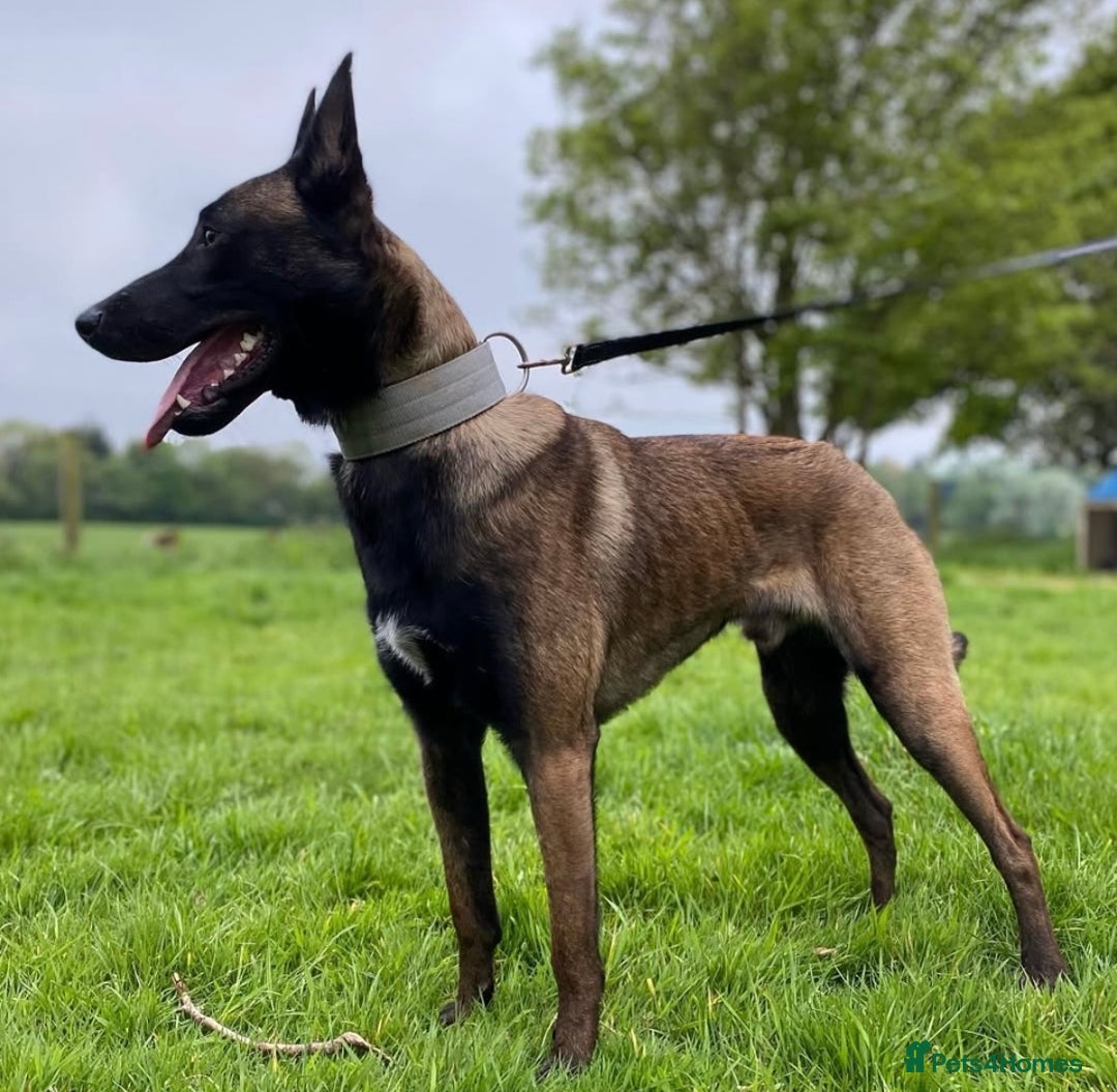 Belgian Shepherd Dog dogs for sale: 9 Belgian malinois puppies 🧬‼️ - Image 18