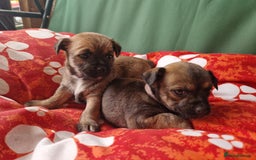 Mixed Breed dogs for sale: Puppies - Image 2