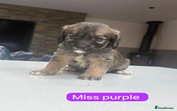 Saint Bernard dogs for sale: Outstanding Mini Saint Bernadoodle Puppies - Image 7