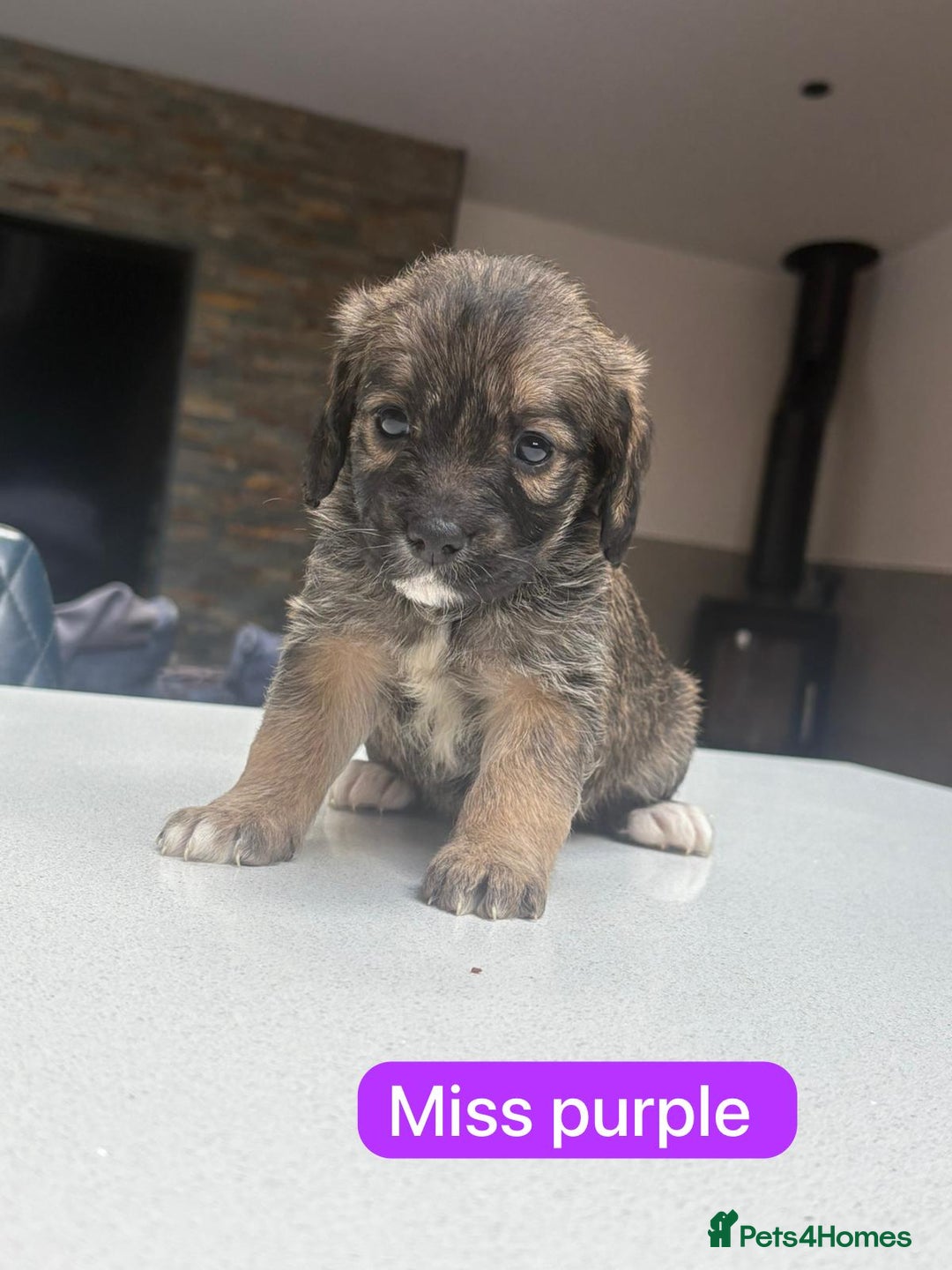 Saint Bernard dogs for sale: Outstanding Mini Saint Bernadoodle Puppies - Image 7
