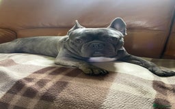 French Bulldog dogs for sale: French Bulldog  - Image 3