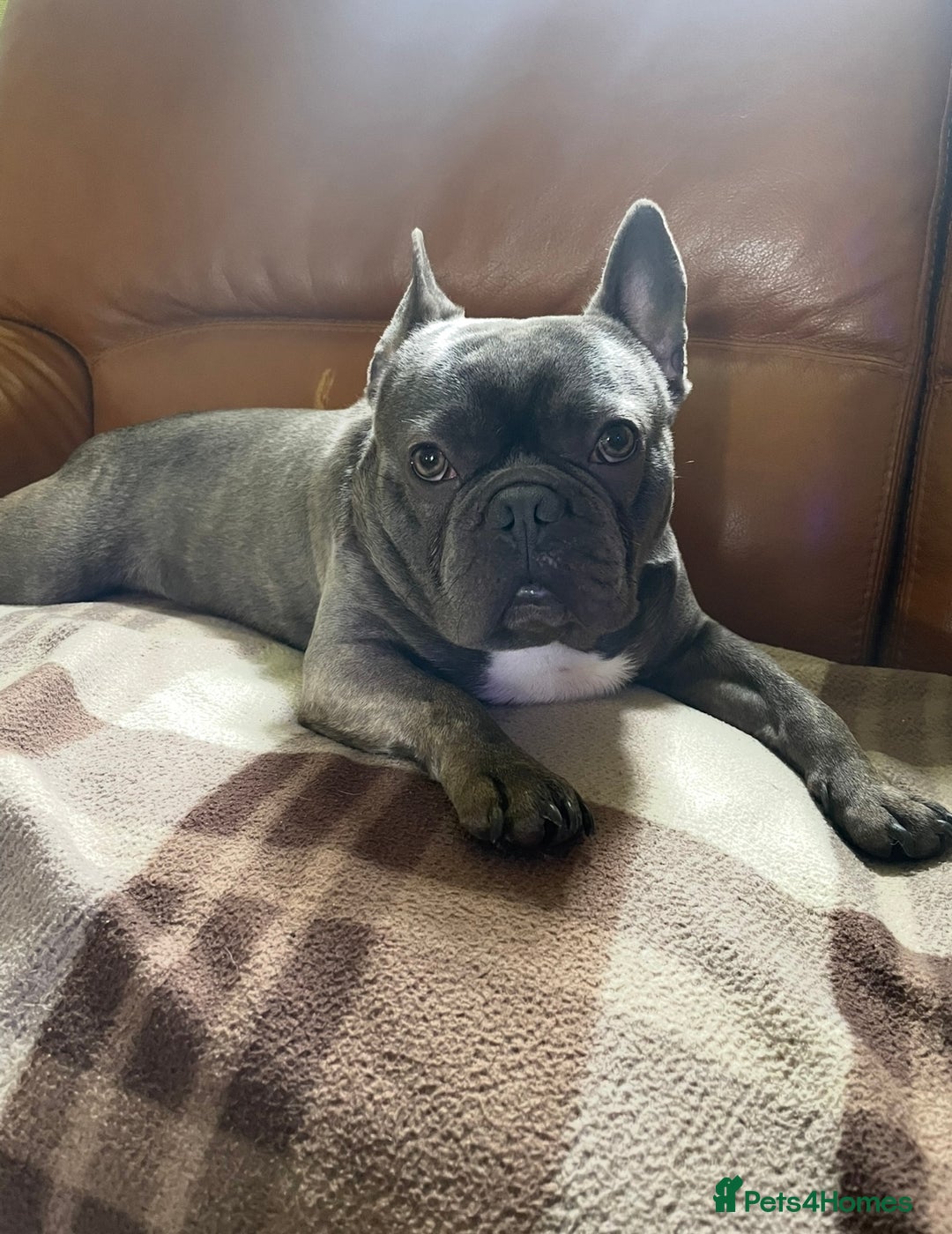 French Bulldog dogs for sale: French Bulldog  - Image 3