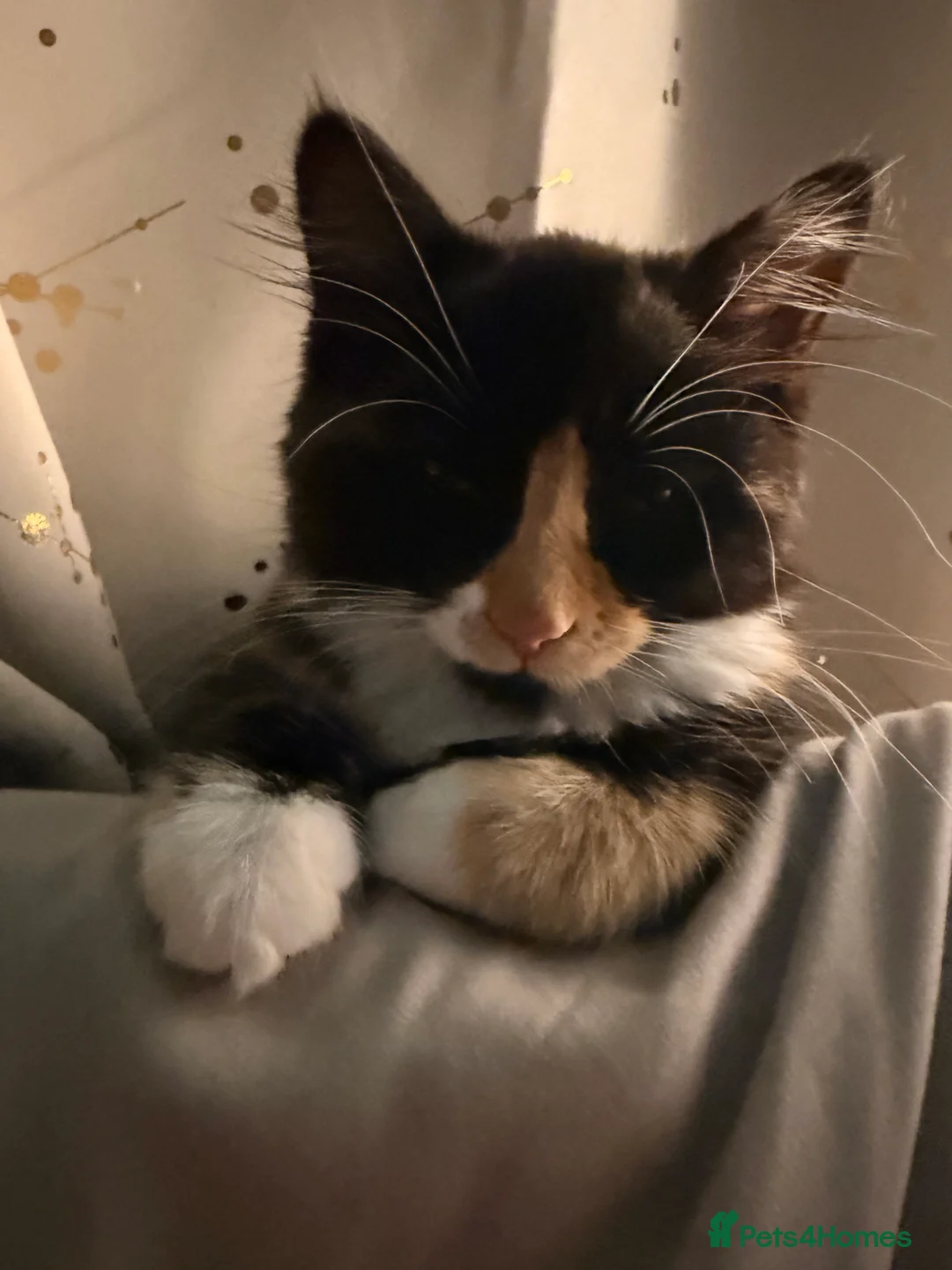 Mixed Breed cats for sale: Female kitten    pending  - Advert 9