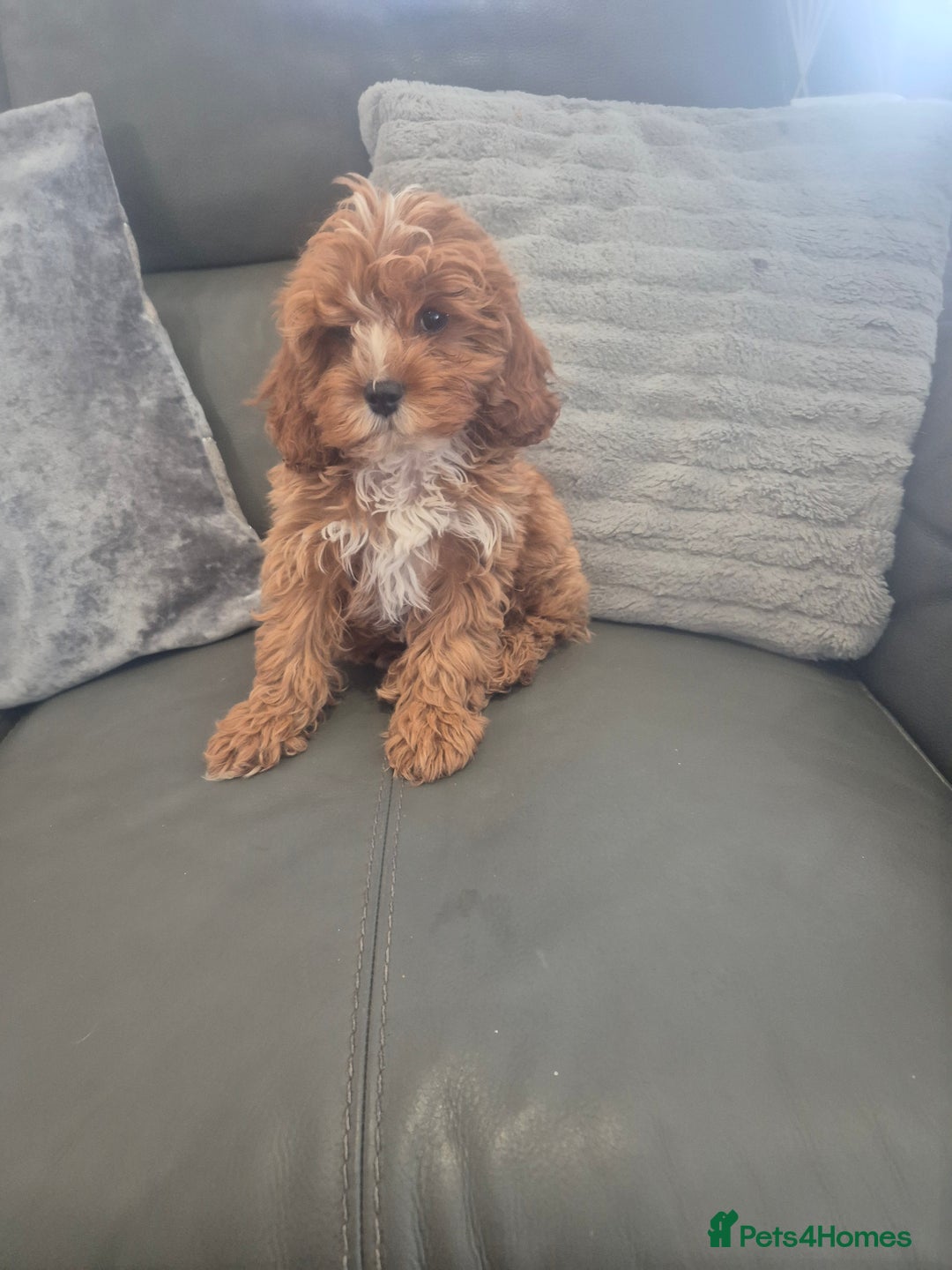 Cavapoo dogs for sale: Stunning Cavapoo Babies - ready this weekend - Image 29