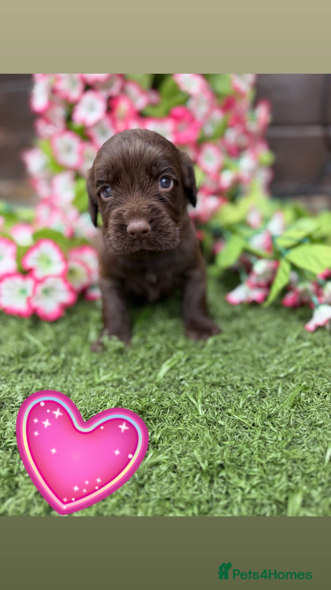 Cocker Spaniel dogs Cocker spaniel pups  - Advert 18