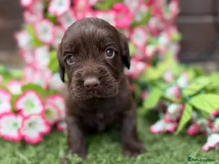 Cocker Spaniel dogs Cocker spaniel pups - Advert 18