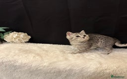 British Shorthair cats for sale: Silver Spotted Full Pedigree Registered BSH - Image 25
