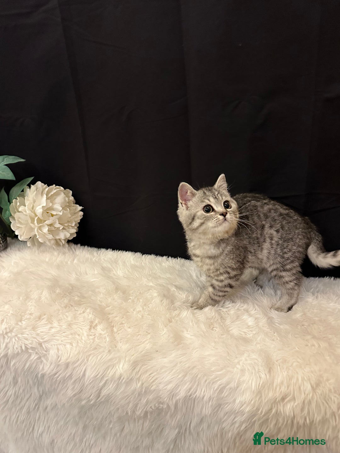 British Shorthair cats for sale: Silver Spotted Full Pedigree Registered BSH - Image 25