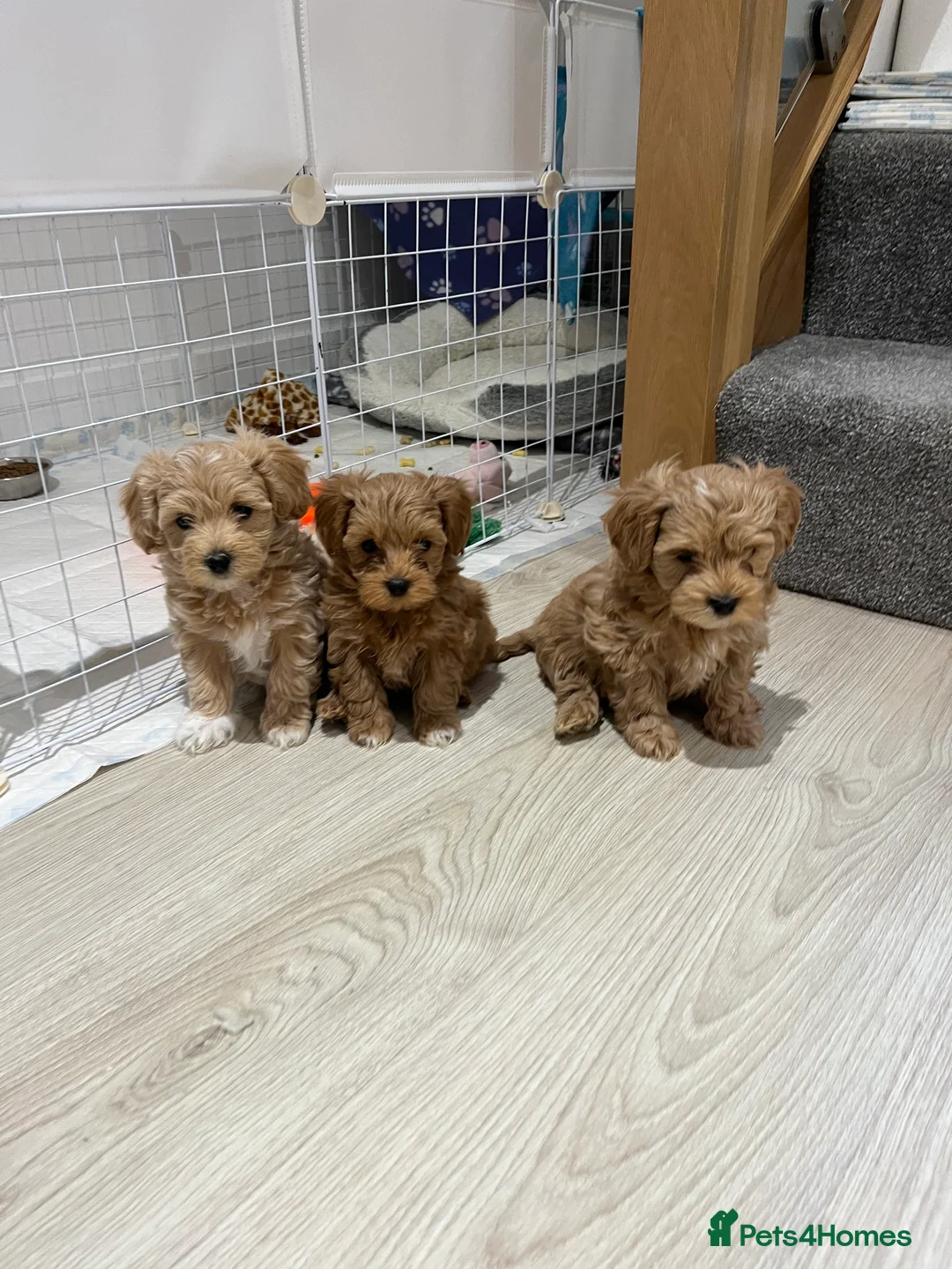Maltipoo dogs for sale: Gorgeous Maltipoo Pups looking for their new home  - Advert 35