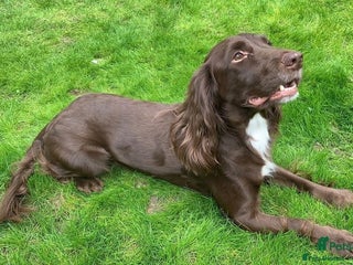 Cocker Spaniel dogs in Wisbech - Advert 1