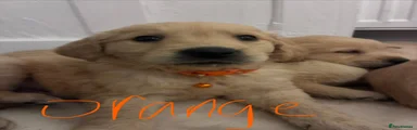orange boy