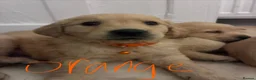 Golden Retriever dogs for sale: Red golden retrievers  in Doncaster - Advert 8