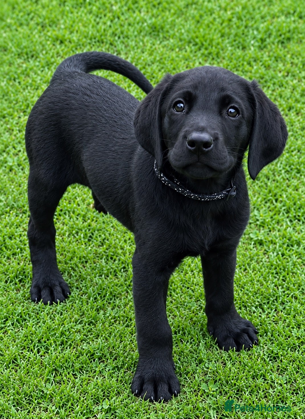 Labrador Retriever dogs Superb Working Labrador Puppies - Advert 2