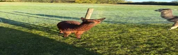 Alpaca livestock for sale: Beautiful BAS Registered Baby Alpacas For Sale! - Advert 5