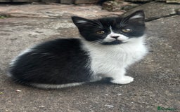 Mixed Breed cats for sale: 3 female kittens ready to go  - Image 2