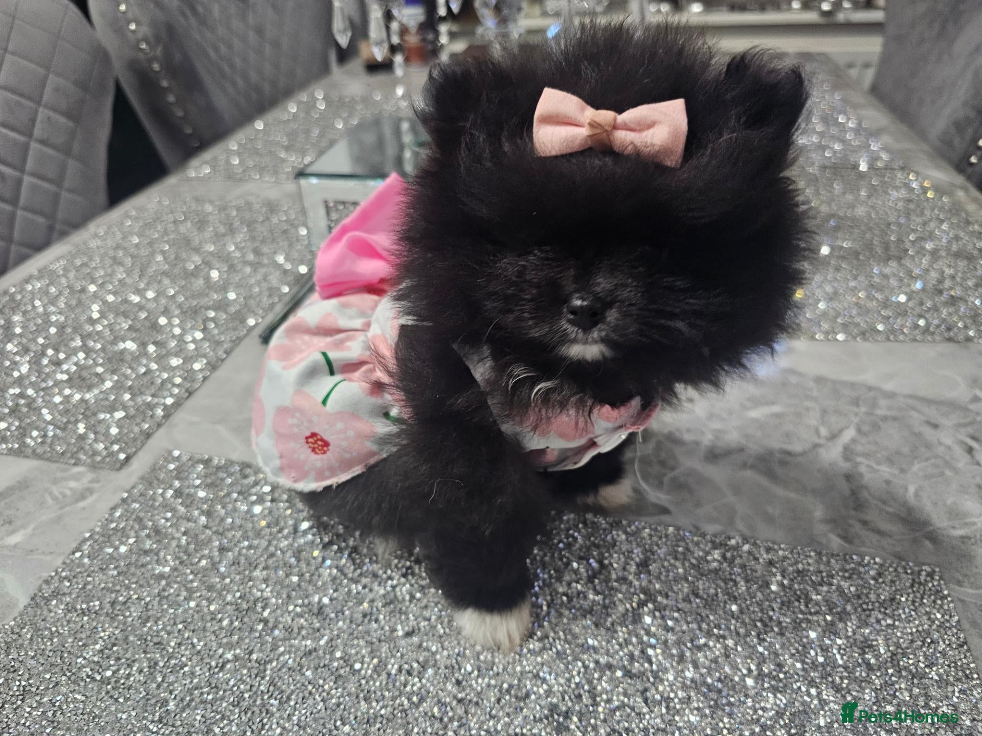 Pomeranian dogs  X **   **  size  Pomeranian puppy - Advert 23