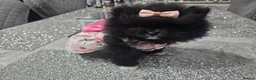 Pomeranian dogs for sale:  X **   **  size  Pomeranian puppy - Advert 1
