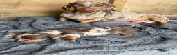 Miniature Dachshund dogs for sale: Miniature dachshunds for sale - Advert 8
