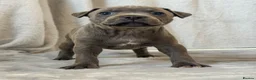 Staffordshire Bull Terrier dogs for sale: Stunning Staffordshire Bull Terriers! - Advert 3