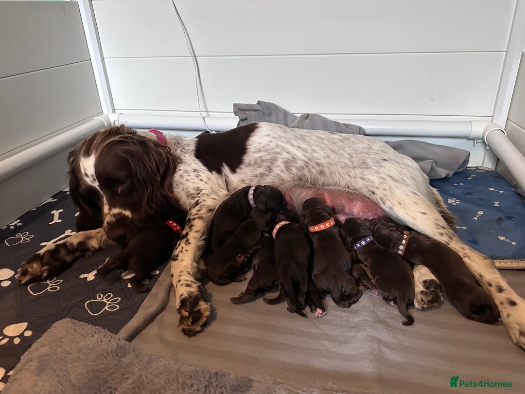 Sprocker dogs for sale: Brown Sproker Puppies Parents KC registered.  - Image 8