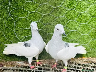 Pigeons birds 35 Mix pigeon for sale - Advert 11