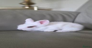 Lionhead rabbits - Advert 7