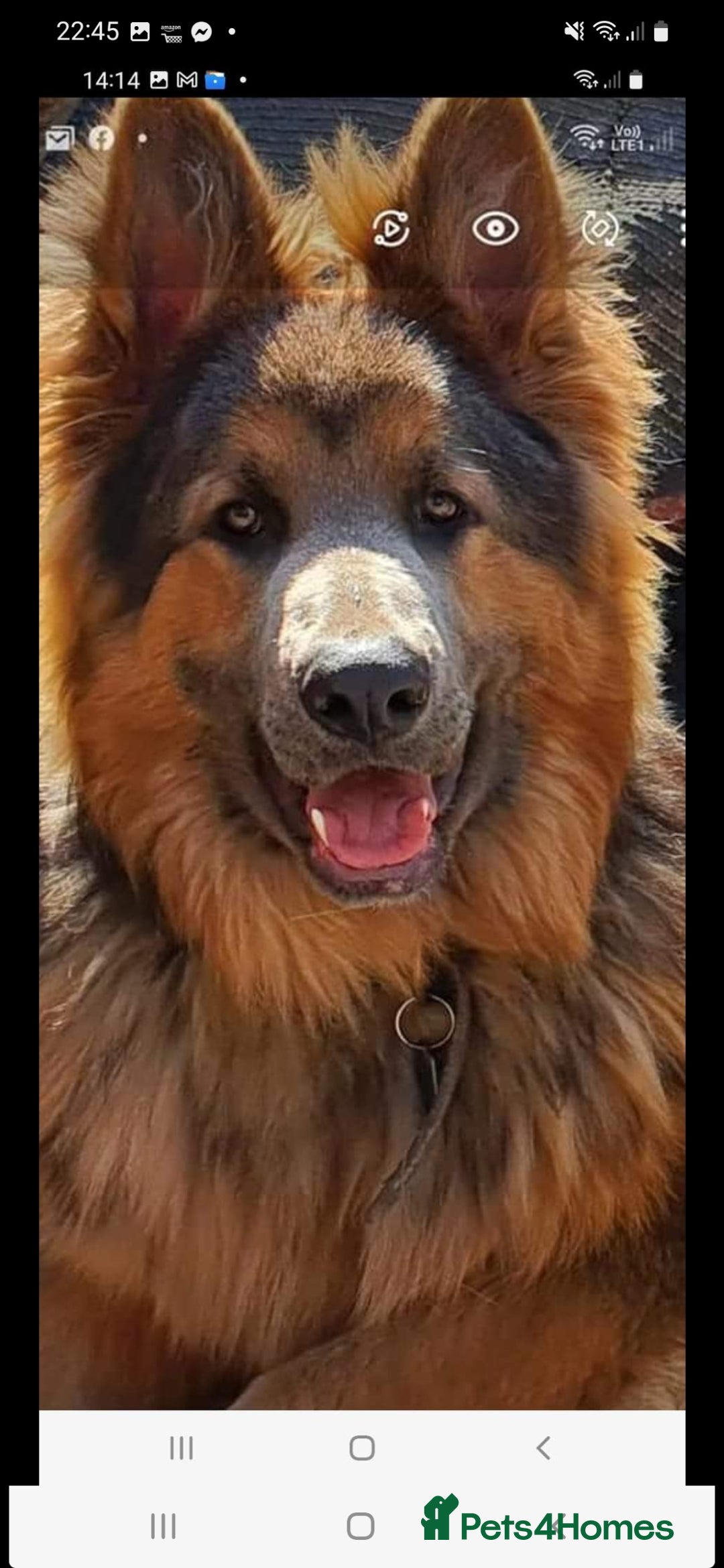 German Shepherd dogs for stud: German shepherd  - Image 19