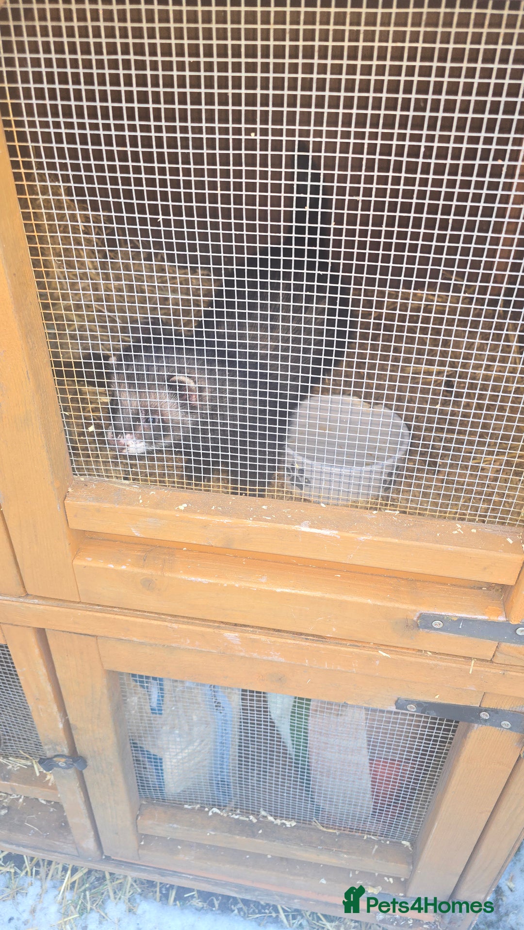 Ferret rodents for sale: Very large polecat hob - Advert 3