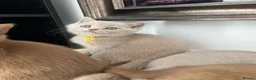 British Shorthair cats for sale: British Shorthair Kittens  - Advert 3