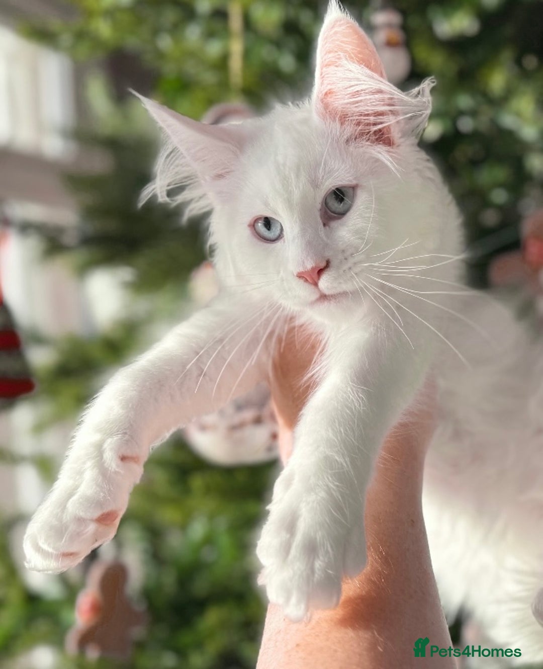 Maine Coon cats for sale: ANDERPRIDE KITTENS READY TO LEAVE NOW TICA !  - Advert 19