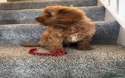 Cavapoo dogs for sale: cavapoo  - Image 22