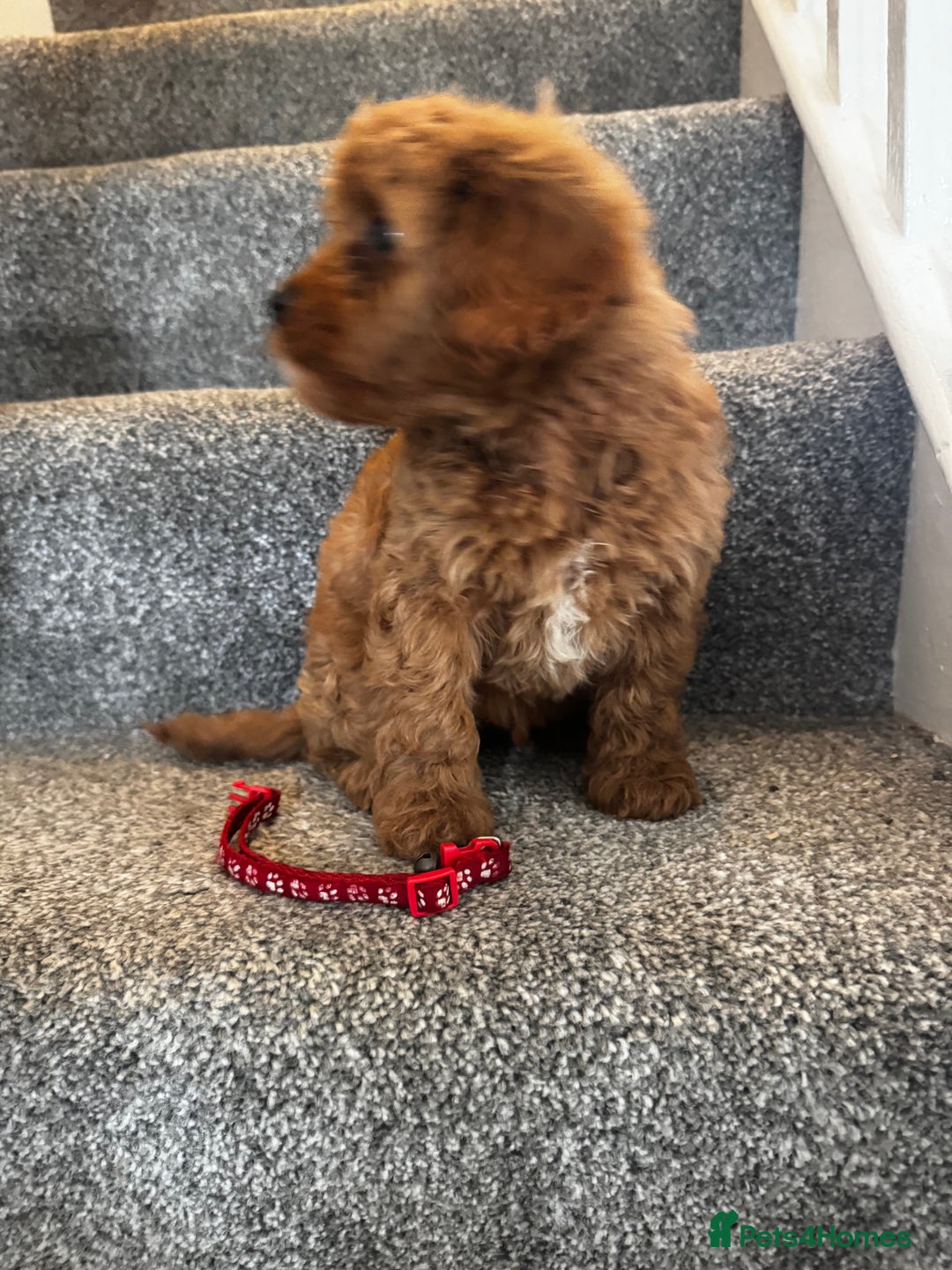 Cavapoo dogs for sale: cavapoo  - Image 22
