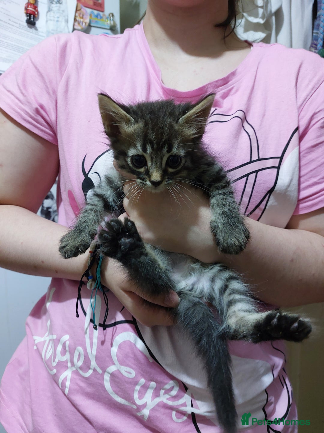 Mixed Breed cats for sale: Beautiful ragdoll bengal kittens  - Image 2