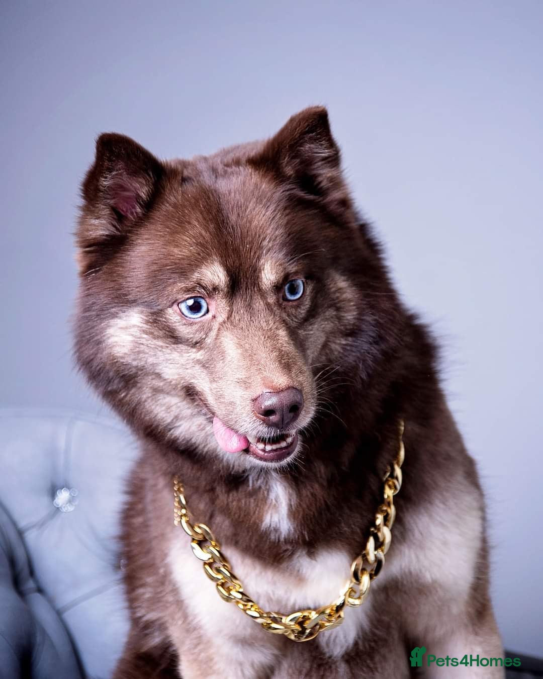 Pomsky dogs CHOCOLATE F2 POMSKY STUD BVA TESTED in Pontefract - Advert 6