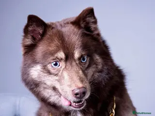 Pomsky dogs CHOCOLATE F2 POMSKY STUD BVA TESTED in Pontefract - Advert 6