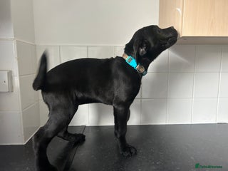 Cane Corso dogs - Advert 2