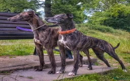 Mixed Breed dogs for sale: Lurcher puppies  - Image 20