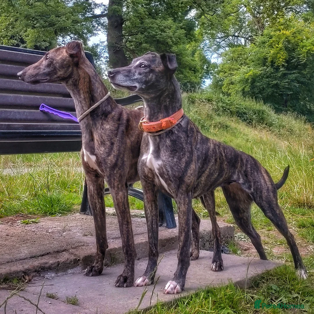 Mixed Breed dogs for sale: Lurcher puppies  - Image 20