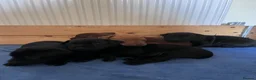 Patterdale Terrier dogs for sale: Patterdale pups in Evesham - Advert 3
