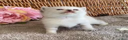 British Shorthair cats for sale: RARE SEAL LYNX PURE BRED BSH TEDDY BEARS - Advert 10