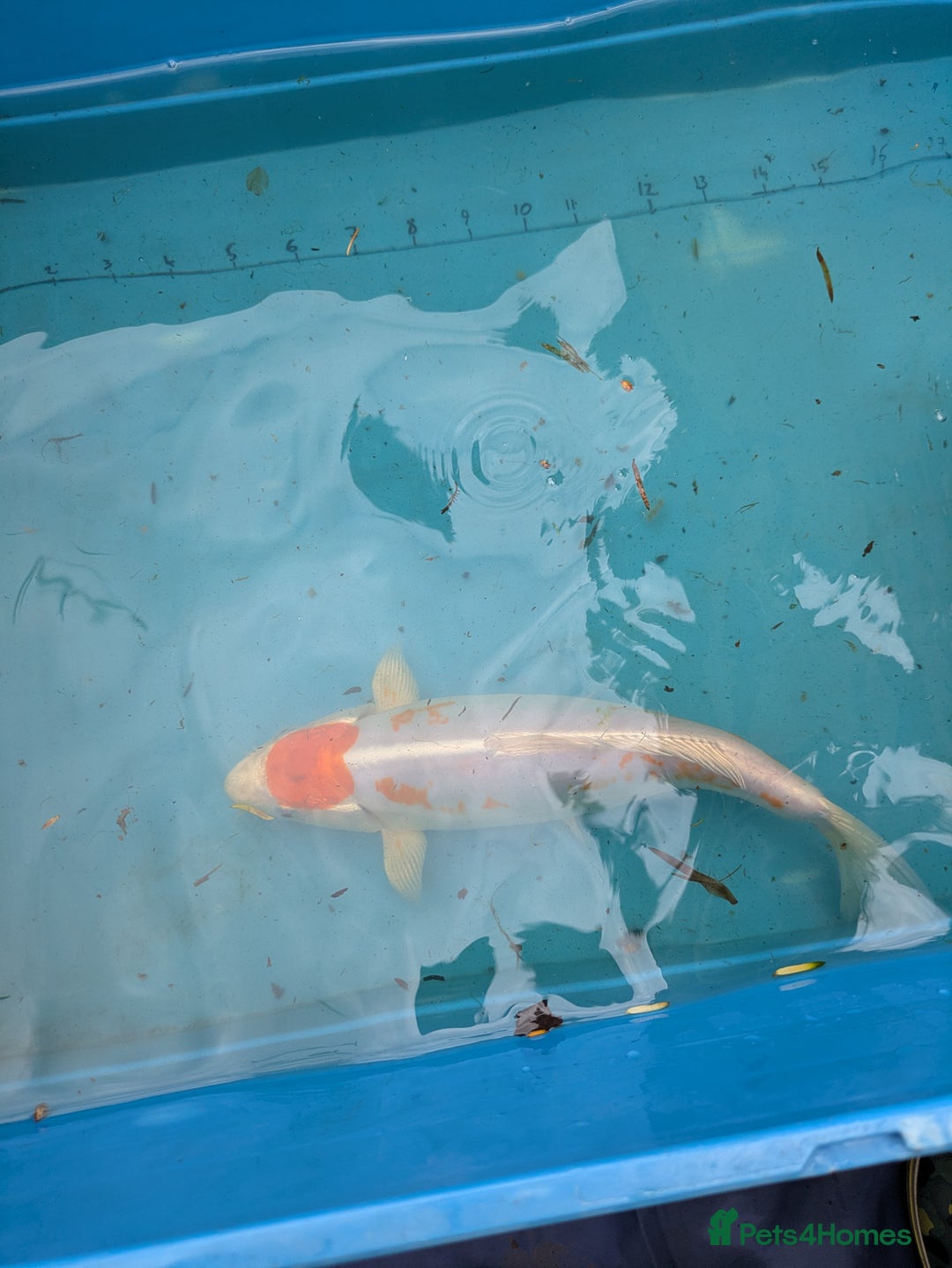 Koi Carp fish for sale: Tancho koi carp - Advert 2