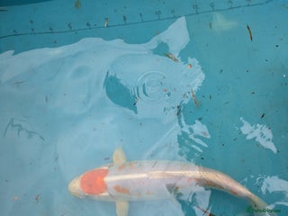 Koi Carp fish Tancho koi carp - Advert 2