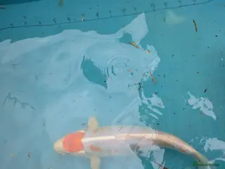 Koi Carp fish Tancho koi carp - Advert 11