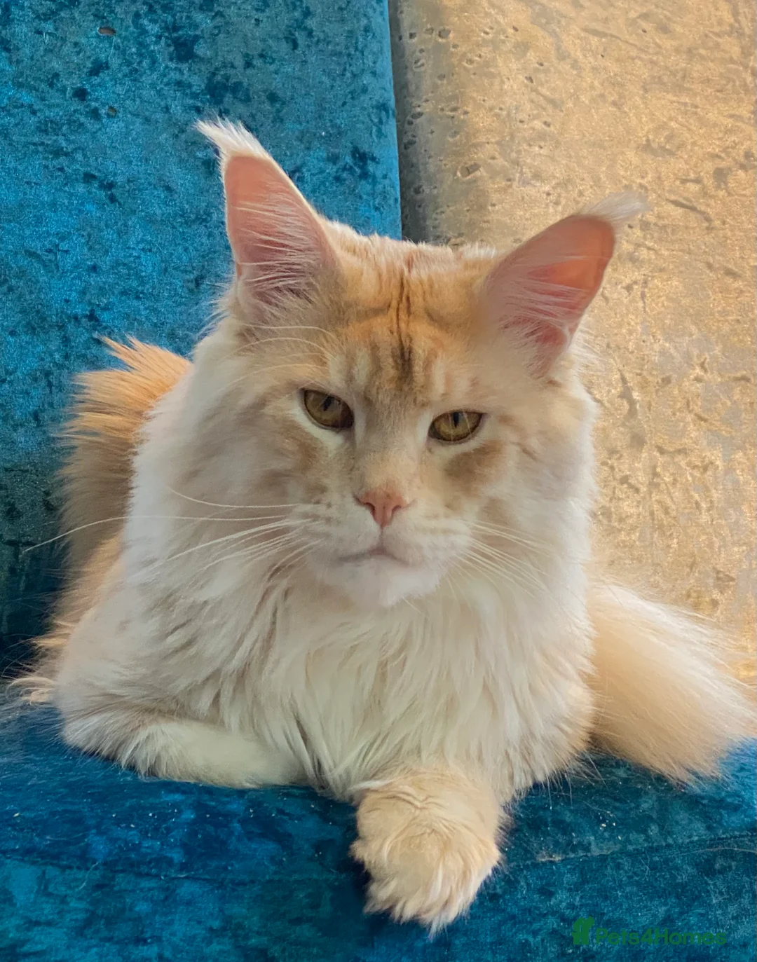 Maine Coon cats for sale: XL RED MAINE COON KITTENS in Rochester - Advert 8