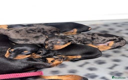 Miniature Dachshund dogs for sale: Lovely Mini Daschunds Looking For A Forever Sofa - Image 18