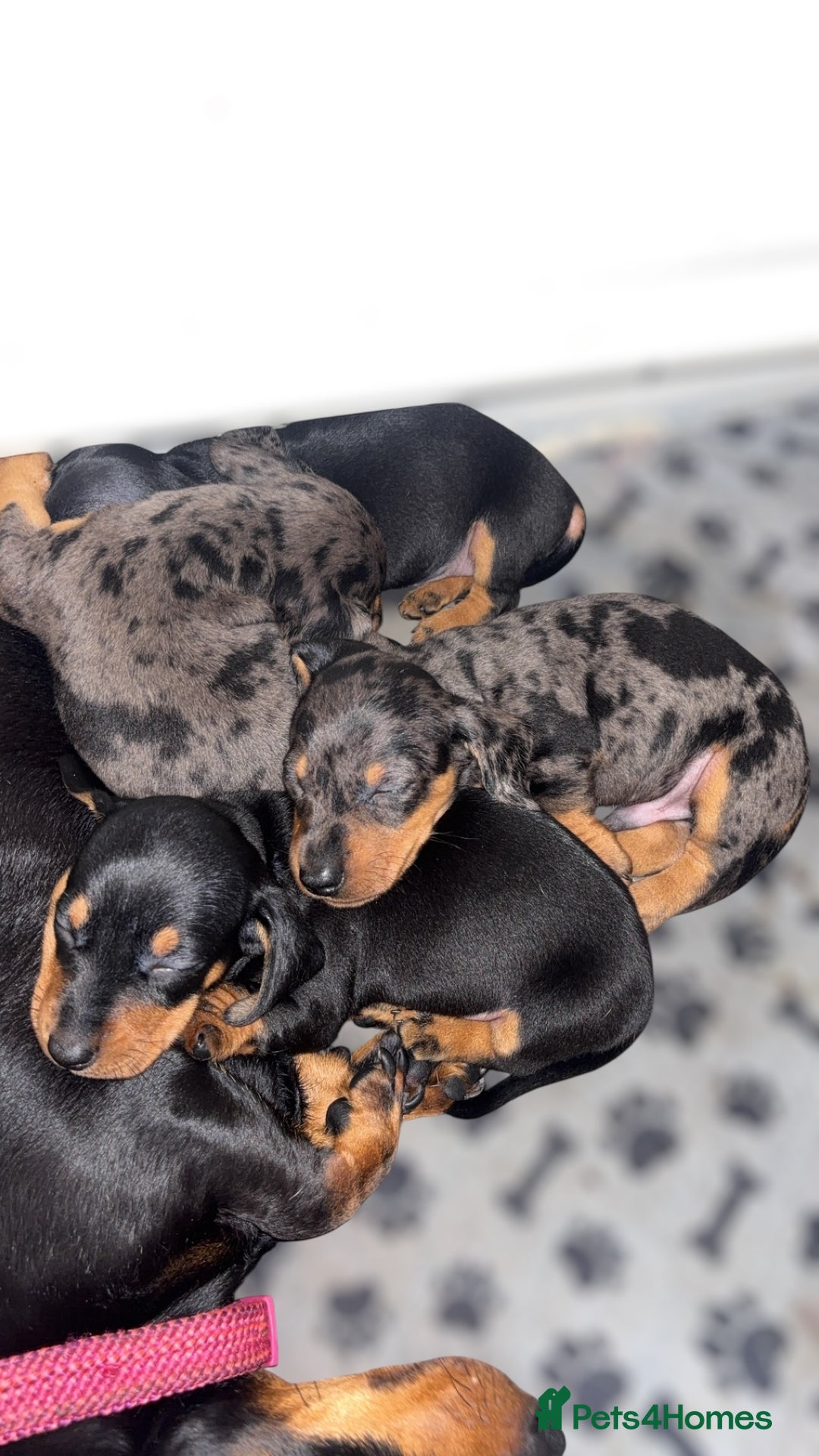 Miniature Dachshund dogs for sale: Lovely Mini Daschunds Looking For A Forever Sofa - Image 18