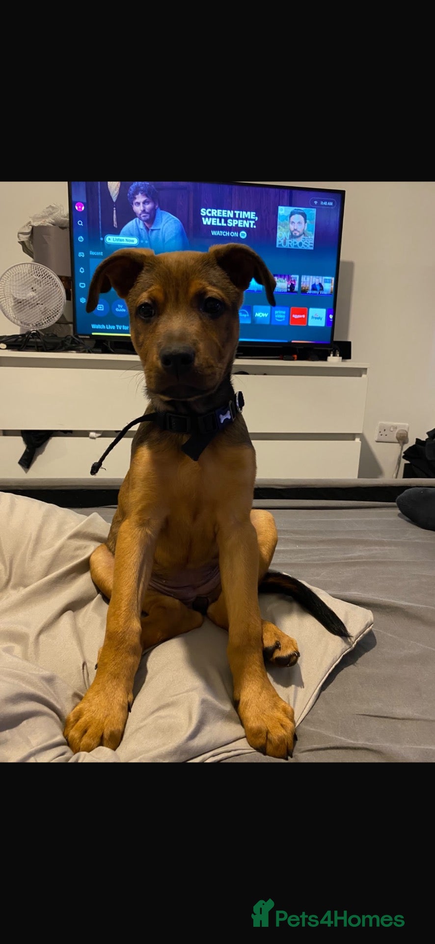 Mixed Breed dogs Doge de Bordeaux Cross German Shepard female - Advert 15