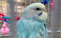 Budgerigars birds for sale: Young budgies for sale in Norbury - Image 5