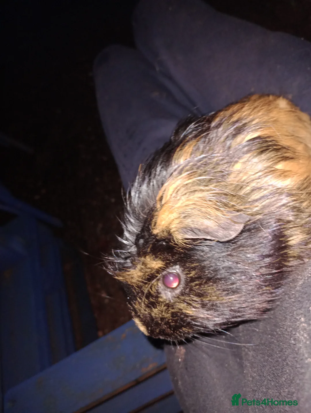 Guinea Pig rodents for sale: 2 guinea pigs  - Advert 2