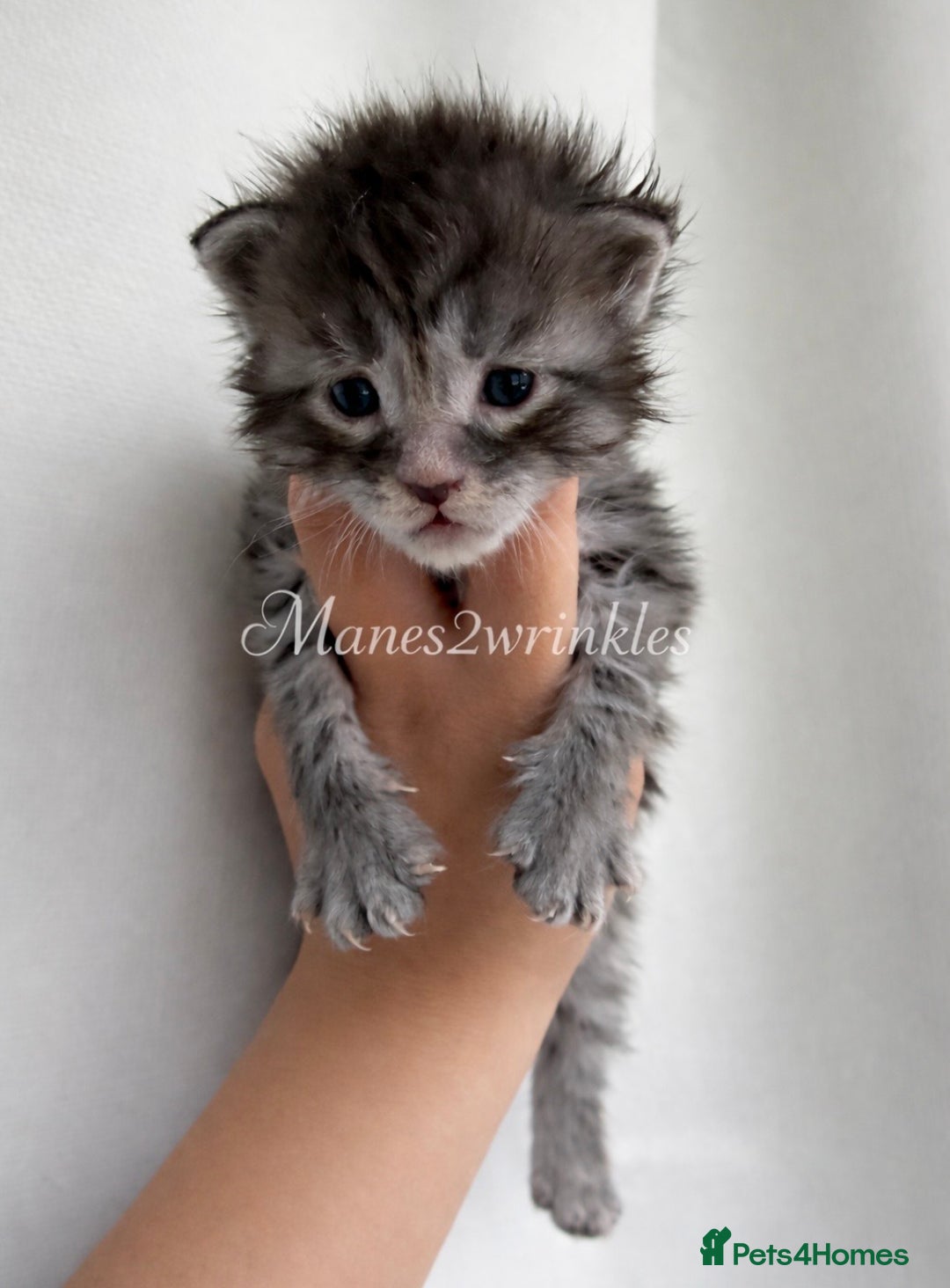 Maine Coon cats for sale: Pure Mainecoons - Advert 4